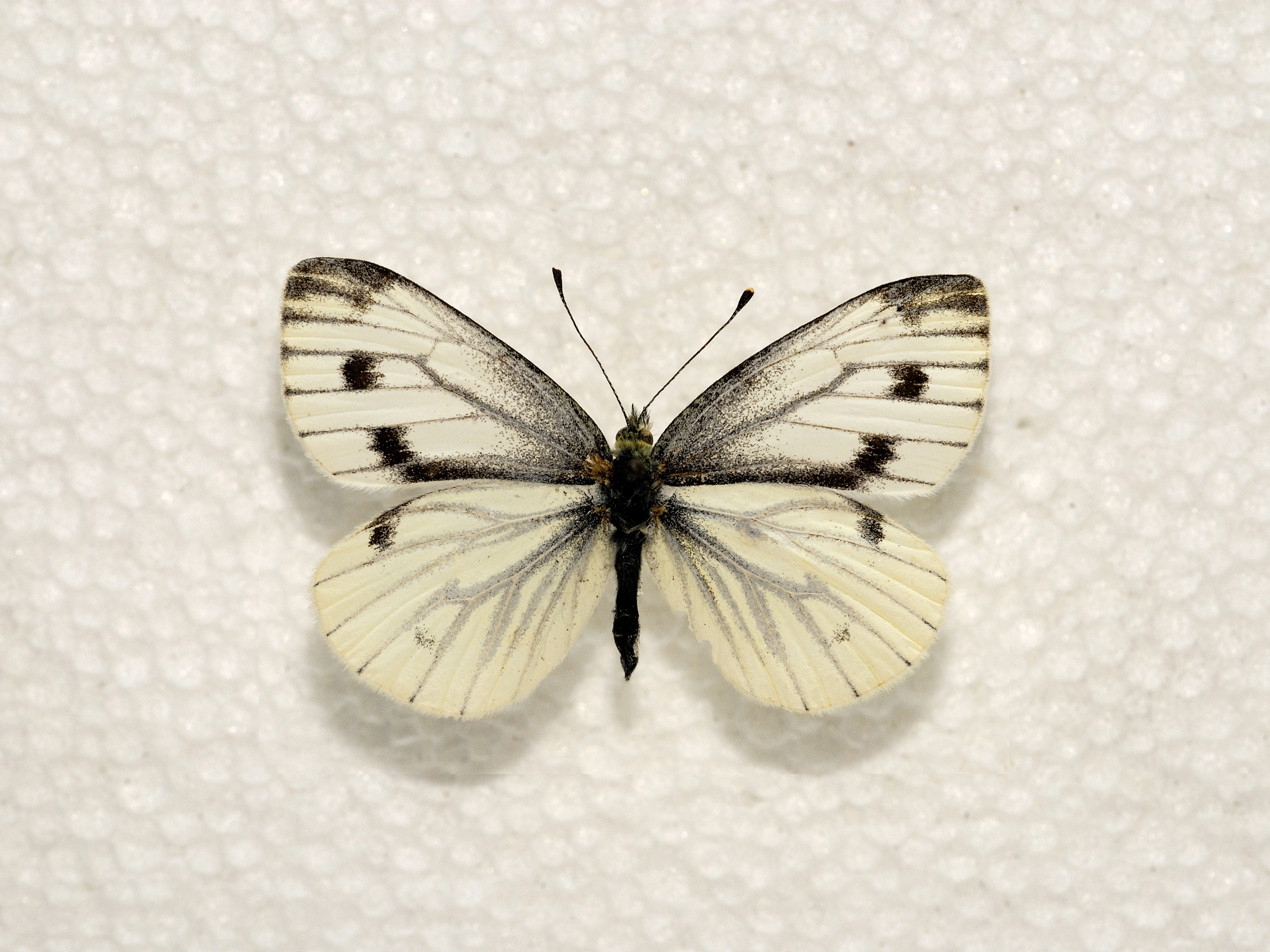 Klein geaderd witje_vrouw boven_BFN2007 11 30 N 022Z.jpg